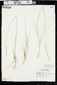 Elymus lanceolatus subsp. lanceolatus image