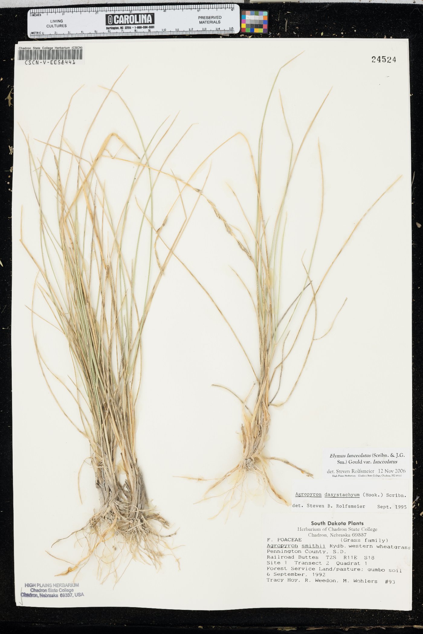 Elymus lanceolatus subsp. lanceolatus image