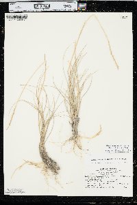 Elymus lanceolatus image