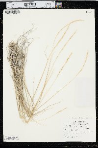 Elymus lanceolatus subsp. lanceolatus image