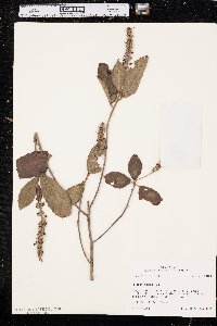 Clethra alnifolia image