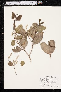 Laguncularia racemosa image