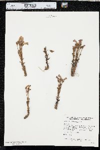 Orobanche fasciculata image