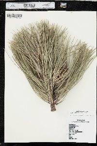 Pinus ponderosa image