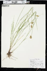 Carex bebbii image