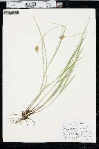 Carex bebbii image