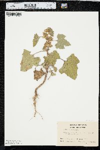 Xanthium orientale image