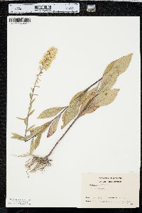 Solidago speciosa image