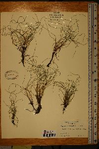 Equisetum scirpoides image