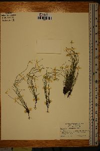 Equisetum scirpoides image