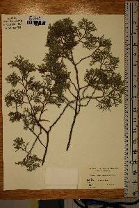 Chamaecyparis thyoides image