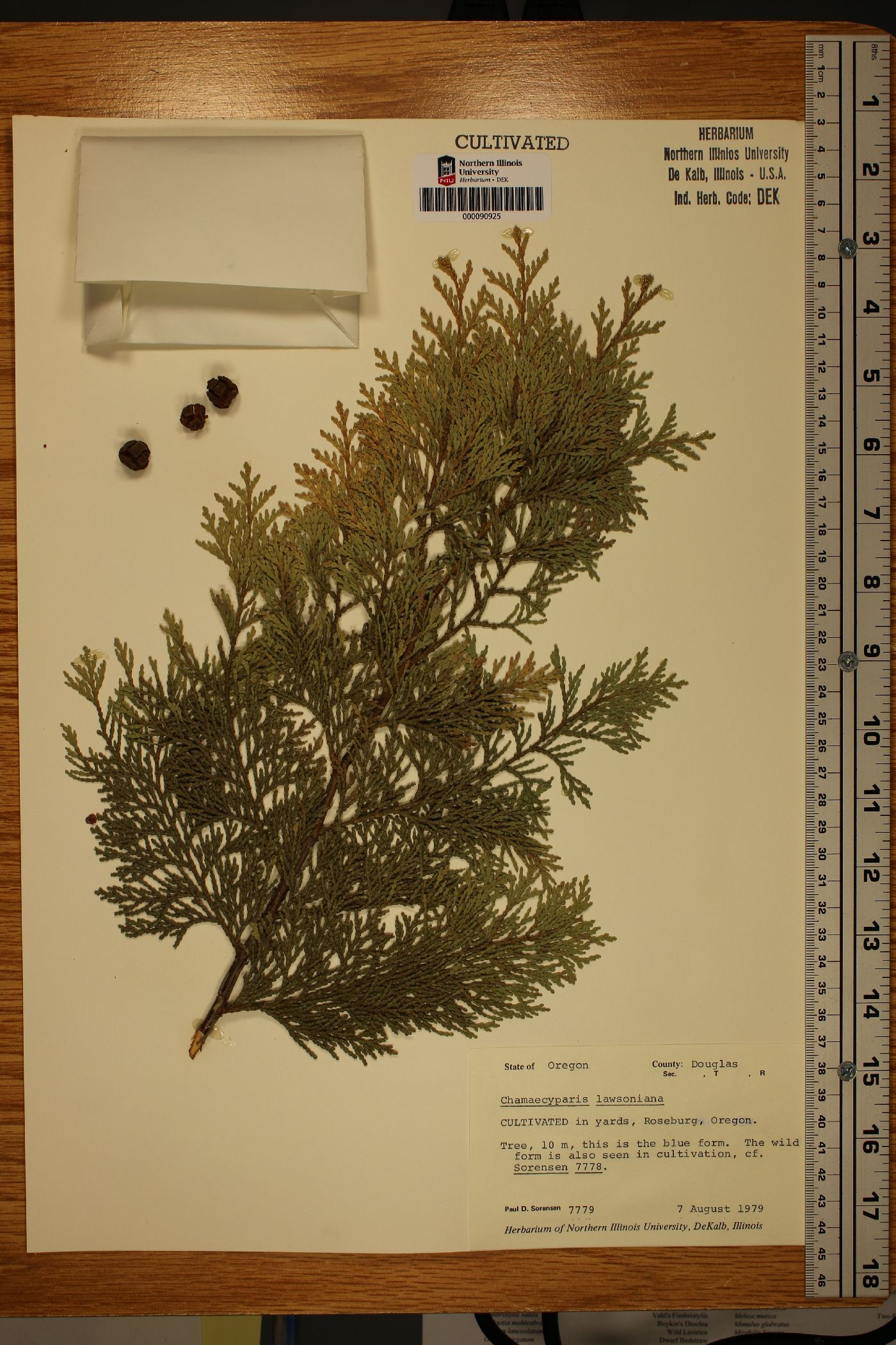 Chamaecyparis lawsoniana image