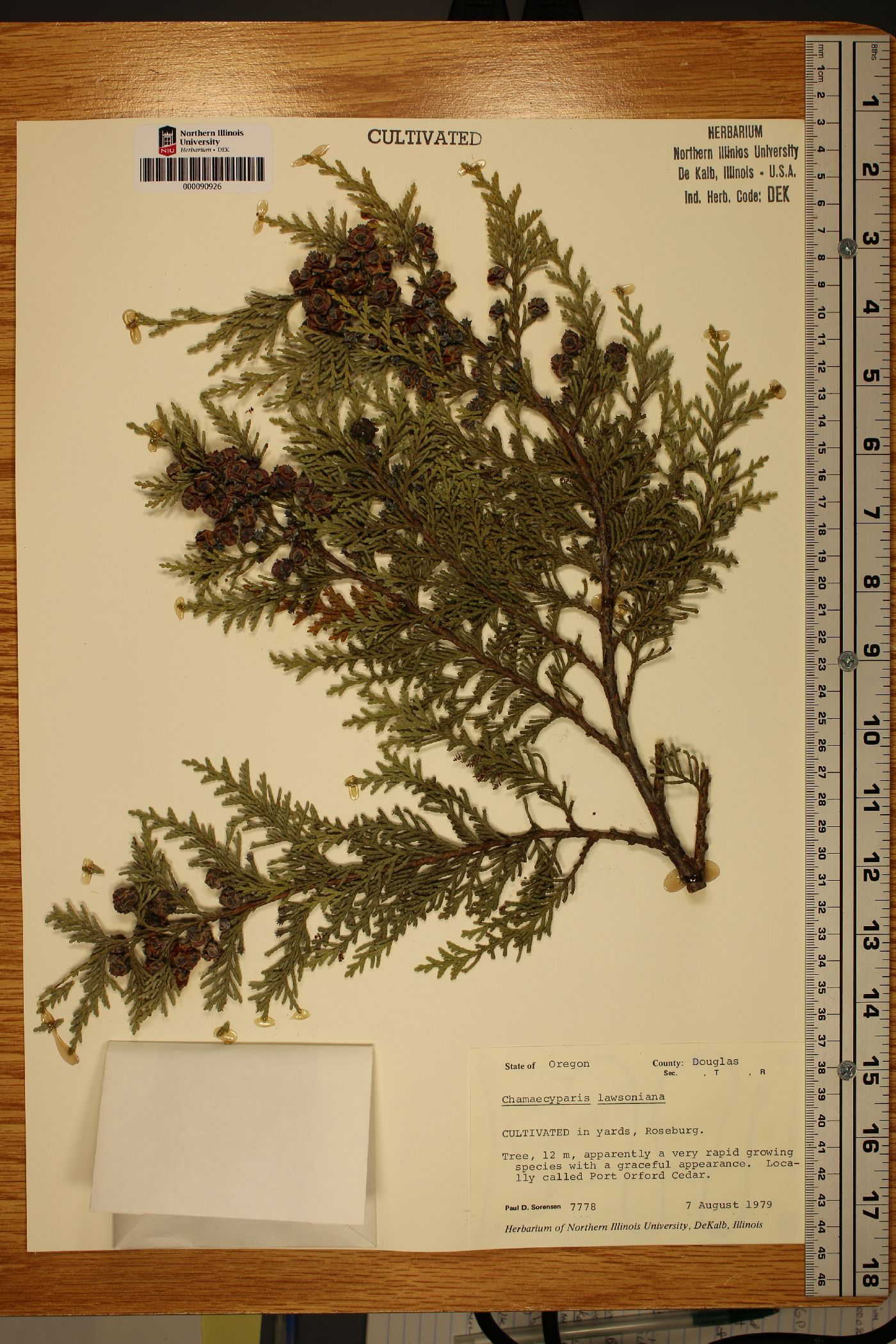Chamaecyparis lawsoniana image