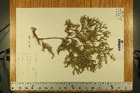 Thuja occidentalis image