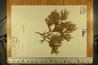 Thuja occidentalis image