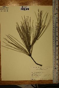 Pinus sabiniana image