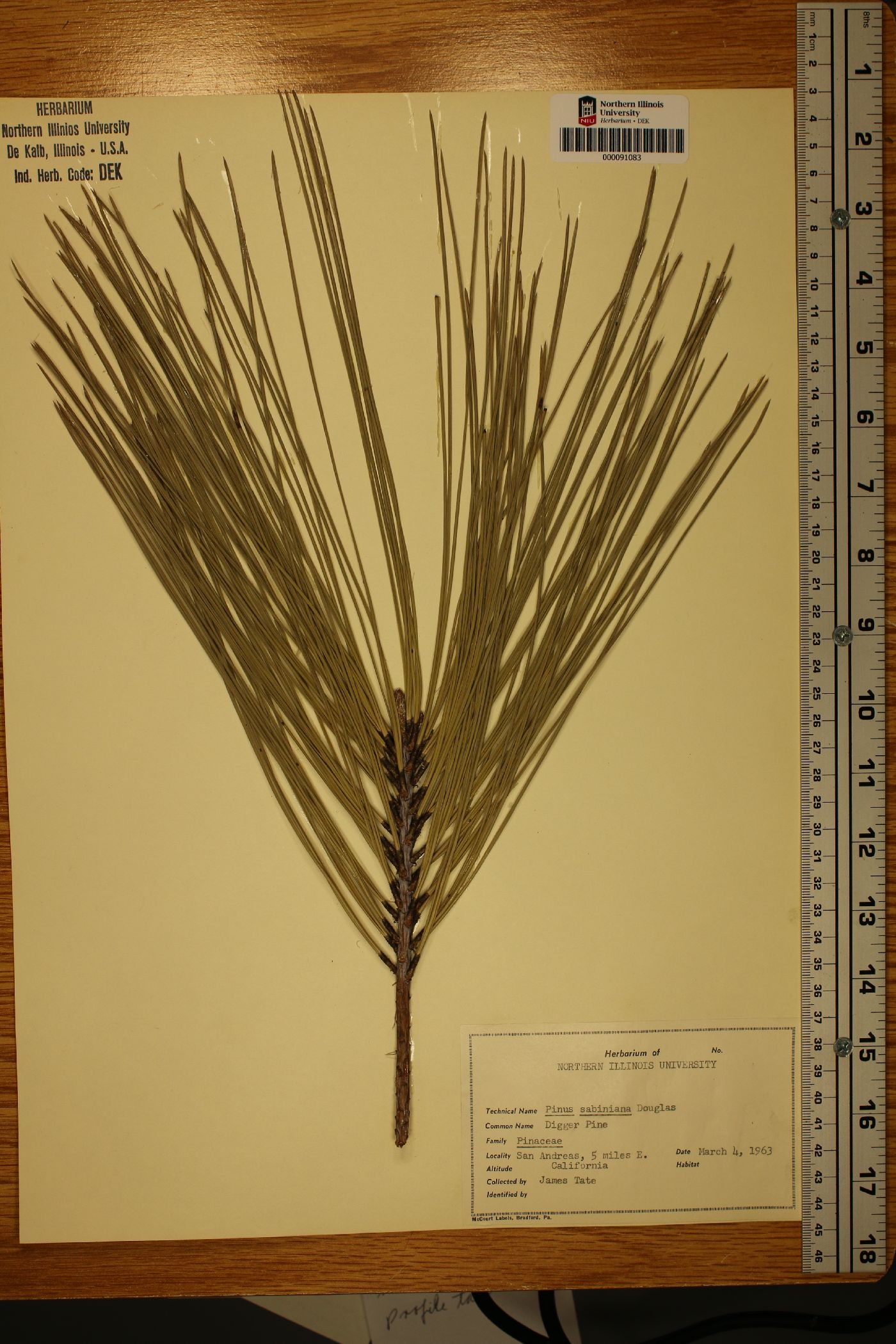 Pinus sabiniana image