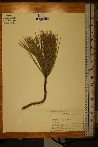 Pinus rigida image