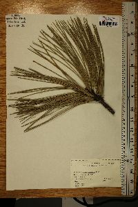 Pinus palustris image