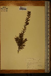 Taxus cuspidata image