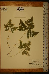 Gymnocarpium dryopteris image