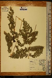 Dryopteris goldieana image