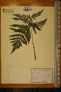 Dryopteris dilatata image