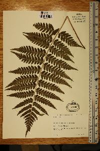 Dryopteris celsa image