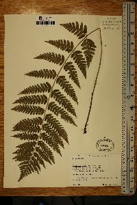 Dryopteris celsa image