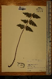 Dryopteris celsa image