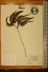 Adiantum hispidulum image