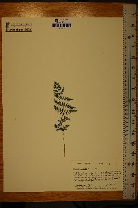 Woodsia ilvensis image