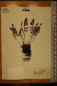 Woodsia ilvensis image