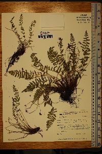 Woodsia scopulina image