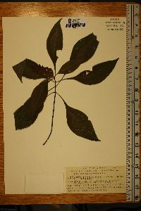 Image of Aphelandra schiedeana