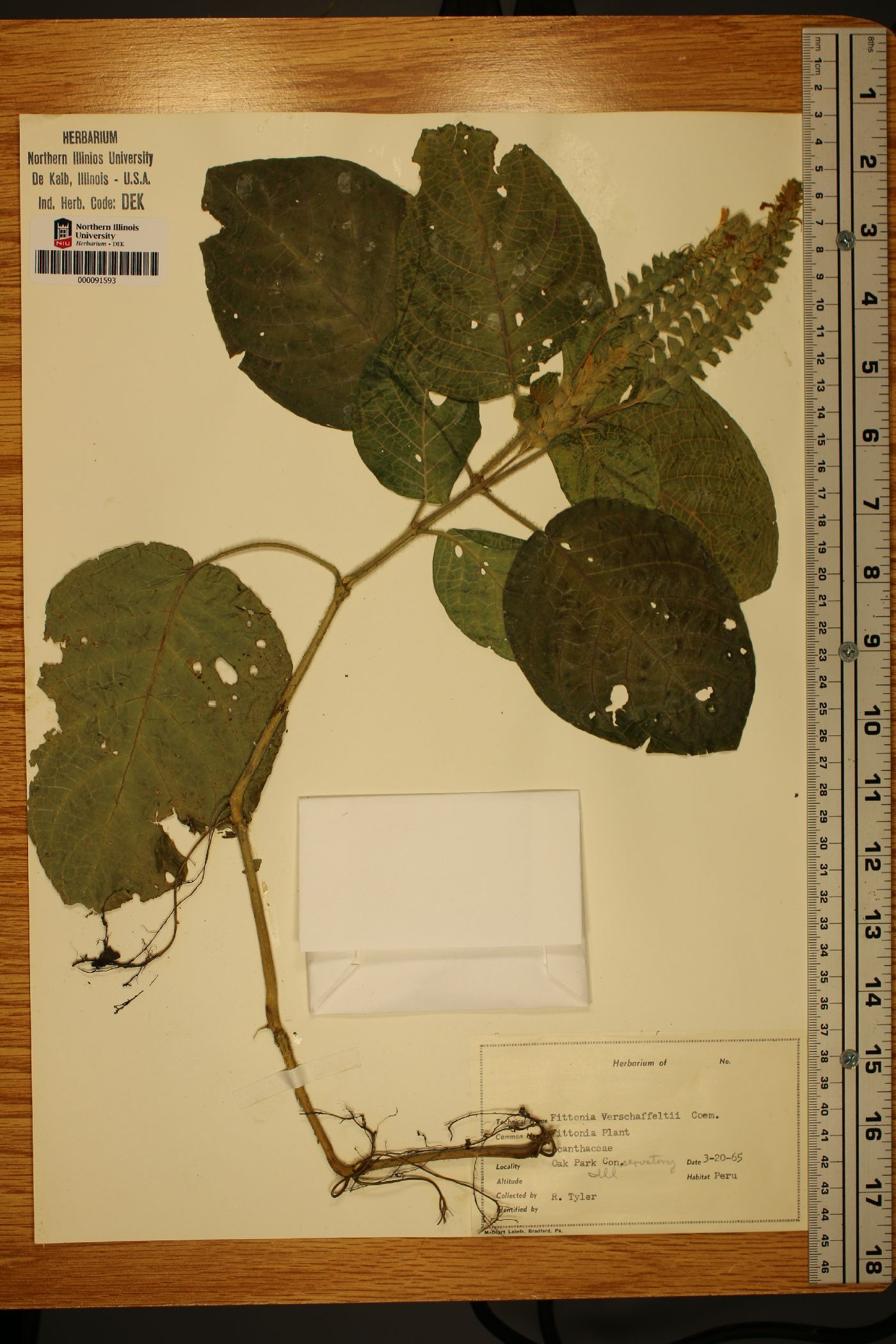 Fittonia albivenis image