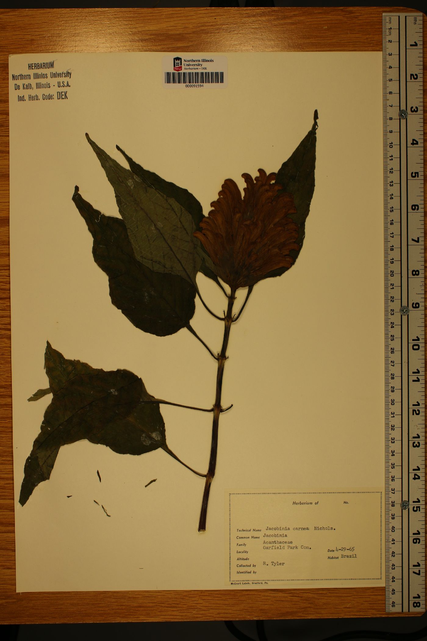 Jacobinia carnea image