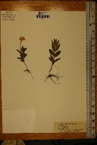 Ruellia caroliniensis image