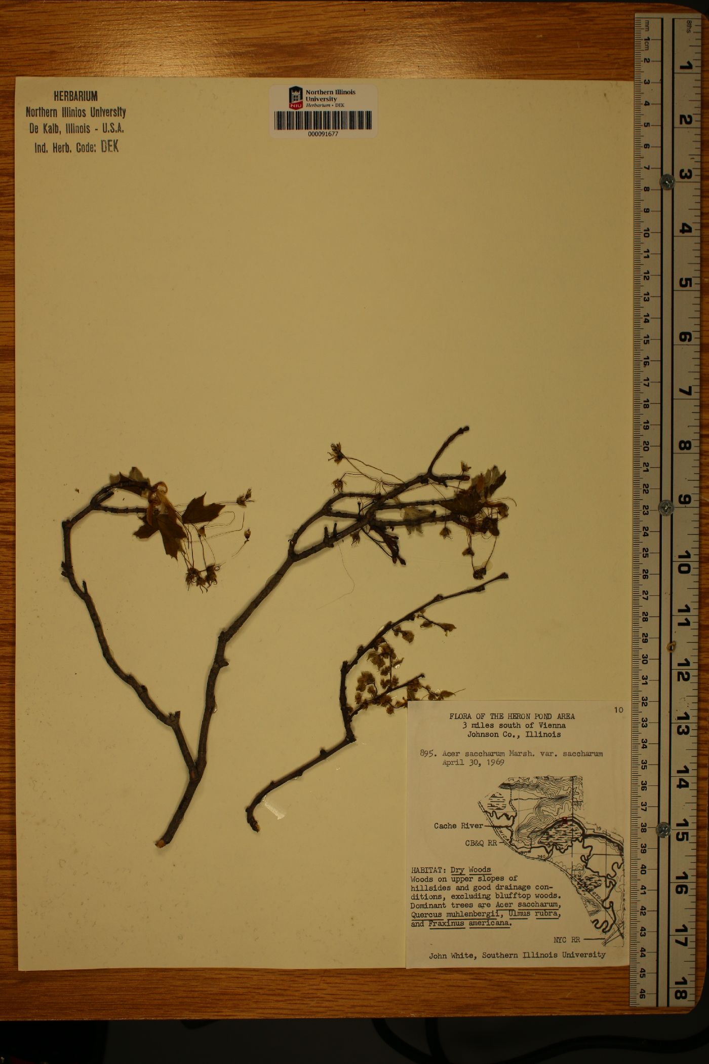 Acer saccharum var. saccharum image