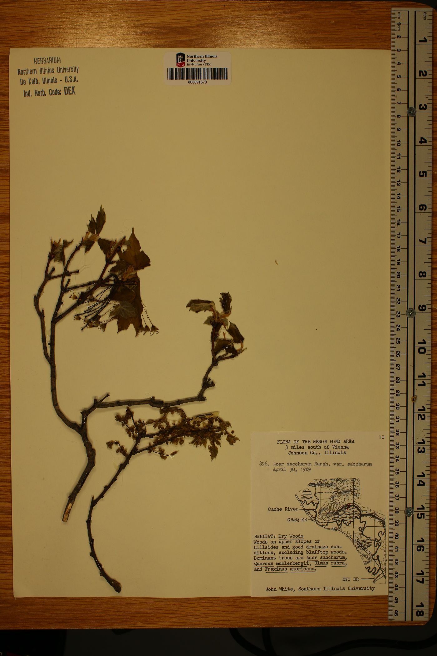 Acer saccharum var. saccharum image