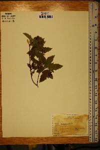 Acer ginnala image