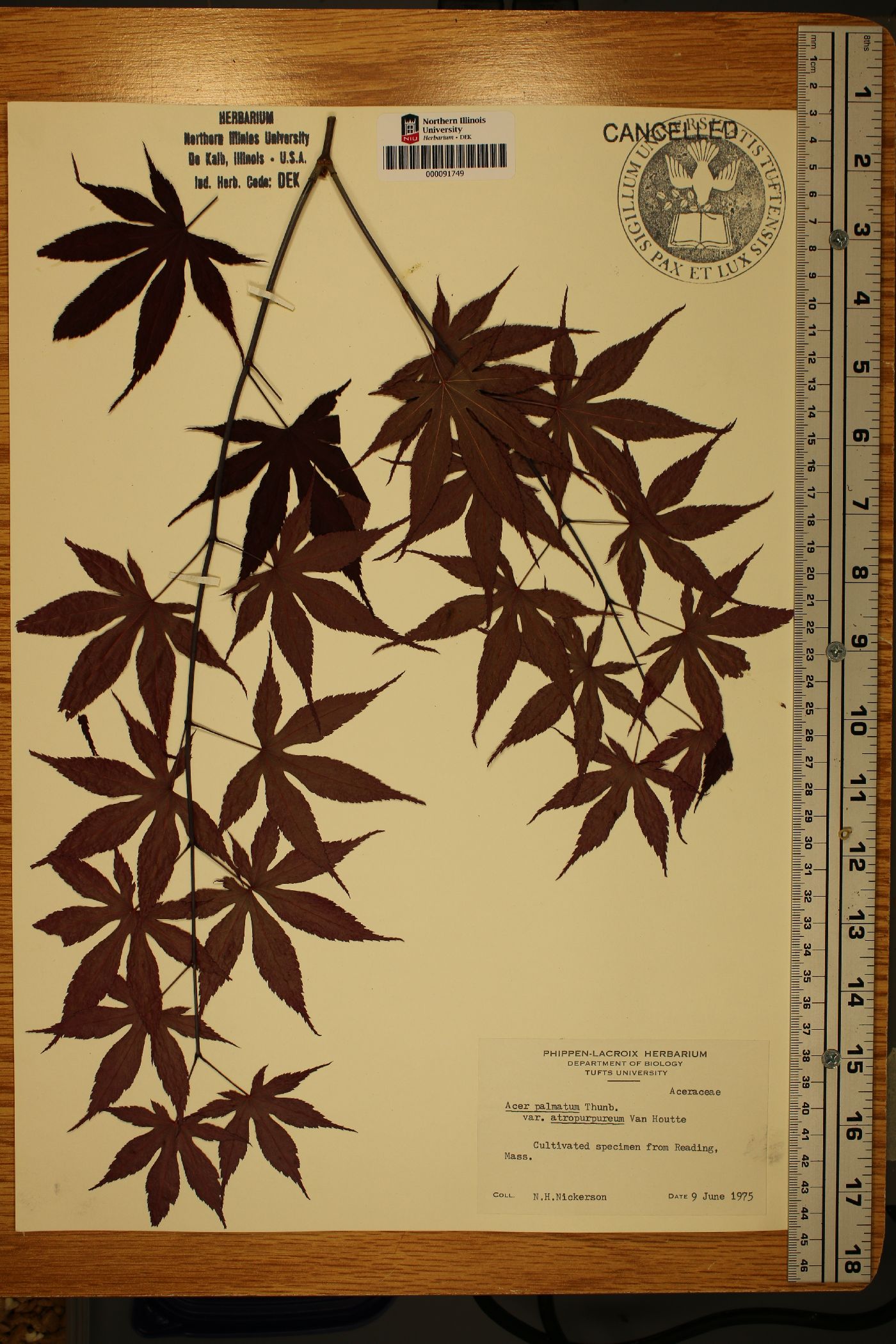 Acer palmatum subsp. palmatum image