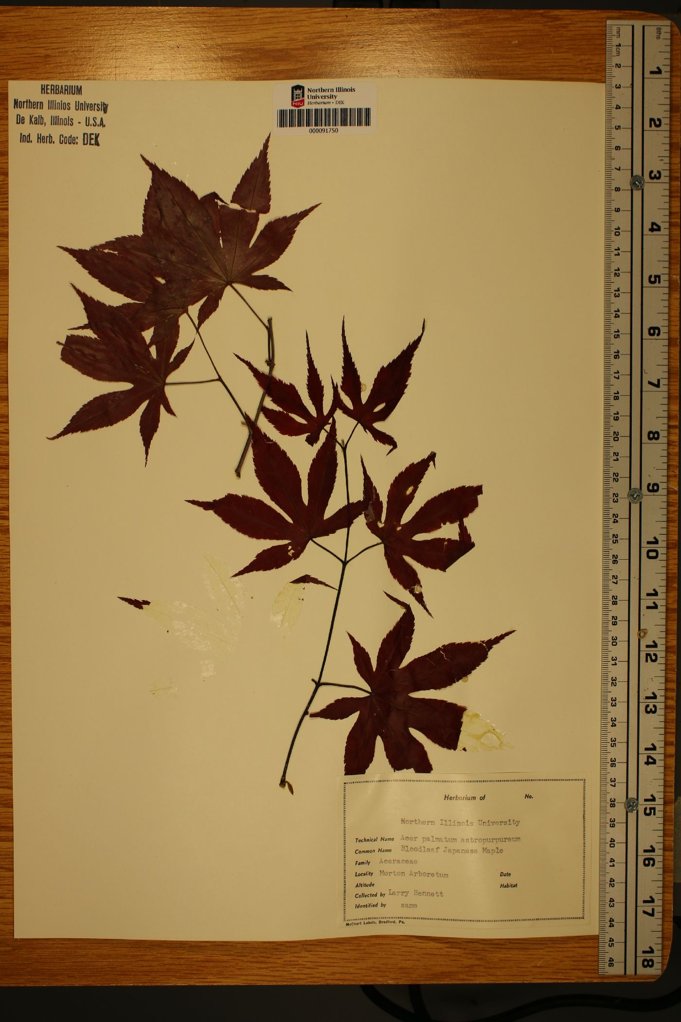 Acer palmatum f. atropurpureum image