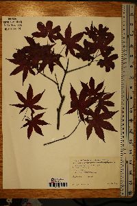 Acer palmatum image