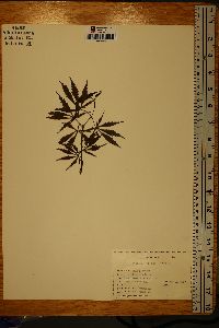 Acer palmatum image