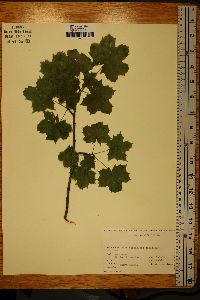 Acer platanoides image