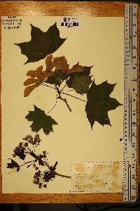 Acer platanoides image