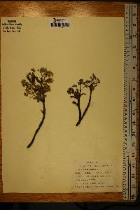 Acer platanoides image