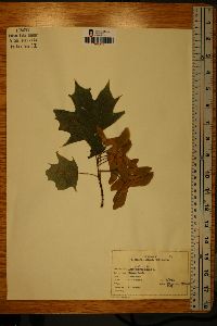 Acer platanoides image