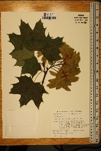 Acer platanoides image